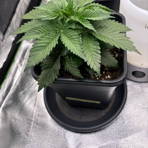 Pineapple Chunk growlog timeline photo