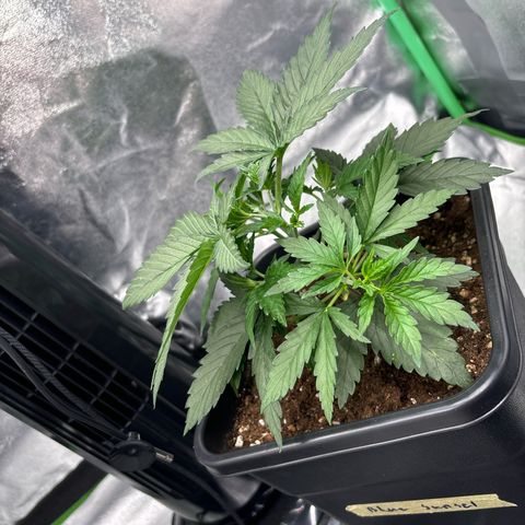 Blue Sunset Sherbert growlog timeline photo