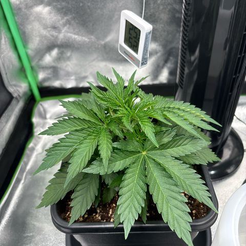 Purple Punch x lemon drizzle  growlog timeline photo