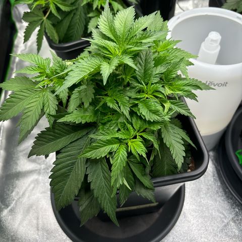 Pineapple Chunk growlog photo: 2 Blätter oben abgemacht und die unteren großen Blätter unter die Triebe gebogen, damit die seitentriebe licht bekommen 