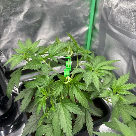 Blue Sunset Sherbert growlog photo: Oberen Blätter abgeschnitten und die 2 Haupttriebe gebogen (lst) 