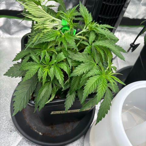 Purple Punch x lemon drizzle  growlog photo: 2 obere Blätter abgeschnitten, den haupttrieb gebogen (lst) und die untersten Blätter unter die Triebe gebogen 