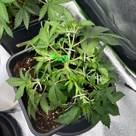 Ayahuasca Purple growlog photo: LST 