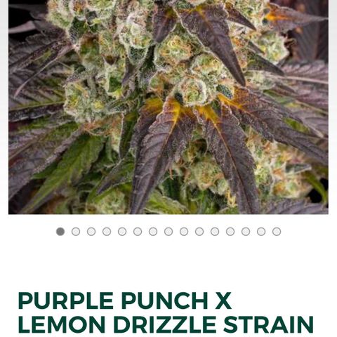 Purple Punch x lemon drizzle  growlog timeline photo