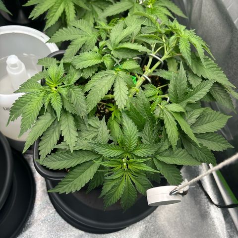 Ayahuasca Purple growlog timeline photo
