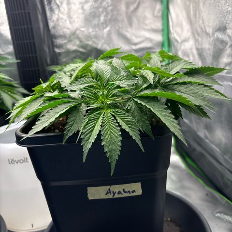Ayahuasca Purple growlog timeline photo
