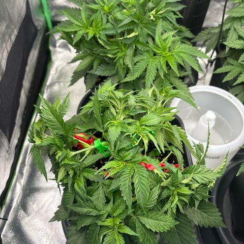 Pineapple Chunk growlog timeline photo