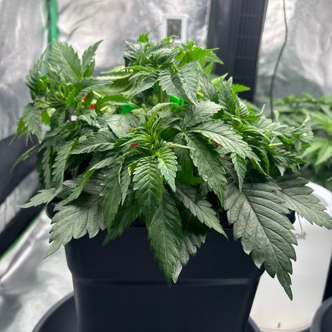 Pineapple Chunk growlog timeline photo