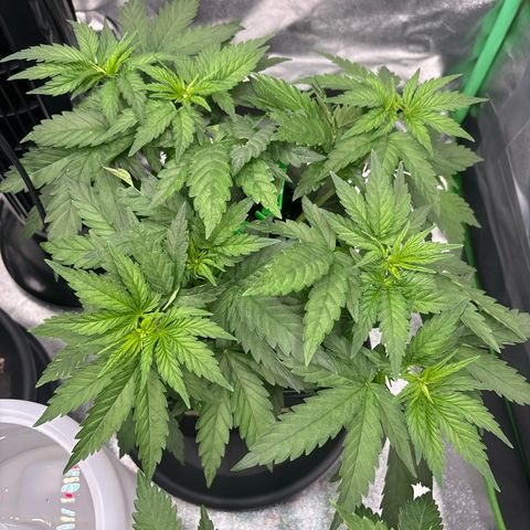 Blue Sunset Sherbert growlog timeline photo