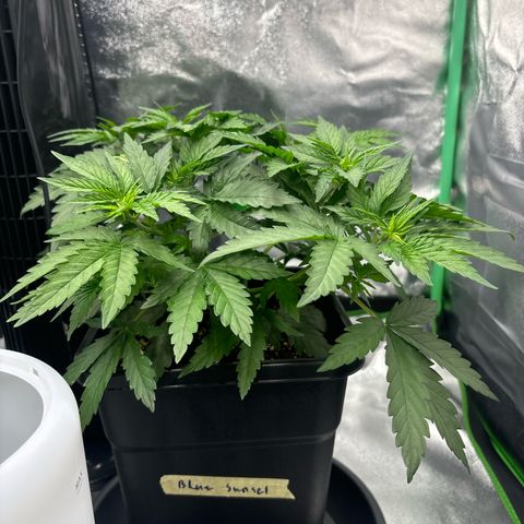 Blue Sunset Sherbert growlog timeline photo