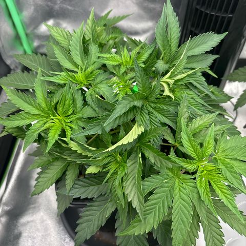 Purple Punch x lemon drizzle  growlog timeline photo