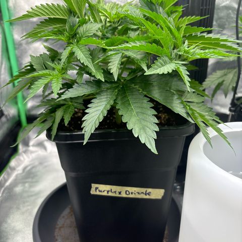 Purple Punch x lemon drizzle  growlog timeline photo