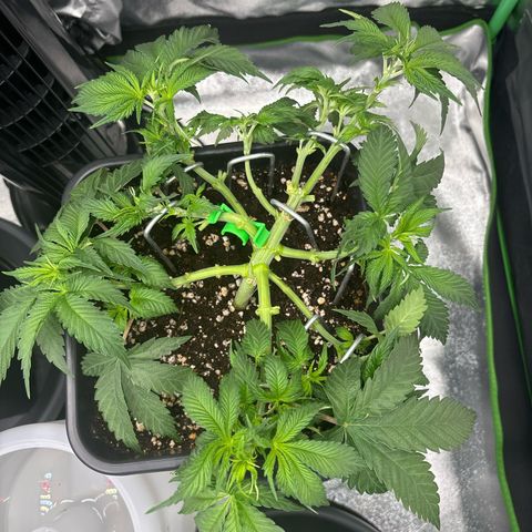 Ayahuasca Purple growlog timeline photo