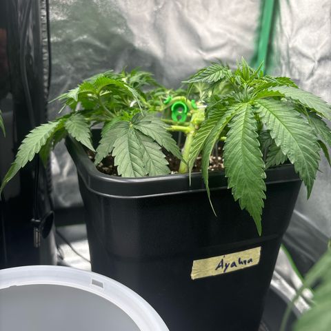 Ayahuasca Purple growlog timeline photo