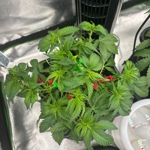 Pineapple Chunk growlog timeline photo