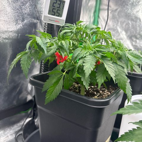 Pineapple Chunk growlog timeline photo