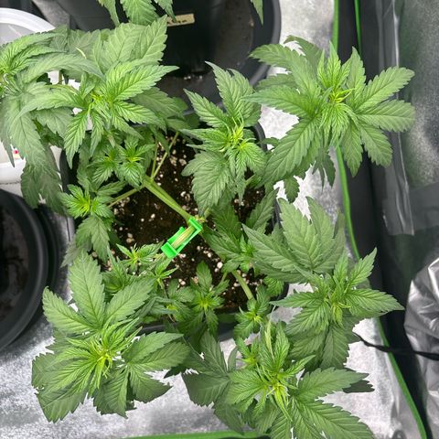 Blue Sunset Sherbert growlog timeline photo