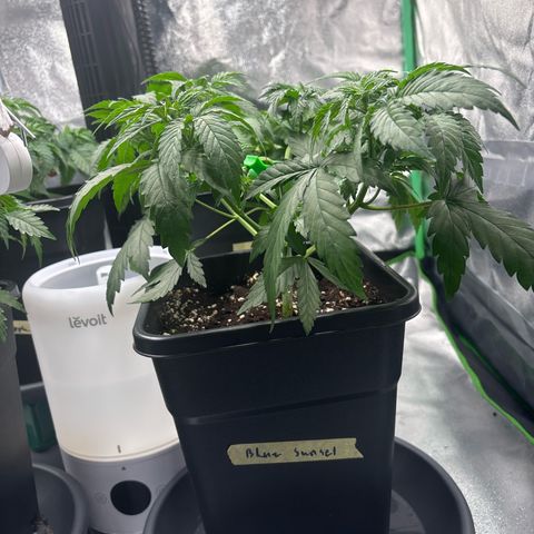 Blue Sunset Sherbert growlog timeline photo