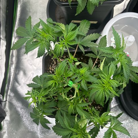 Purple Punch x lemon drizzle  growlog timeline photo