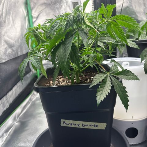 Purple Punch x lemon drizzle  growlog timeline photo