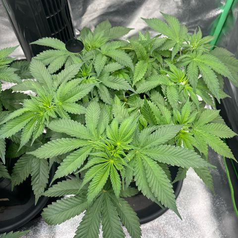 Ayahuasca Purple growlog timeline photo
