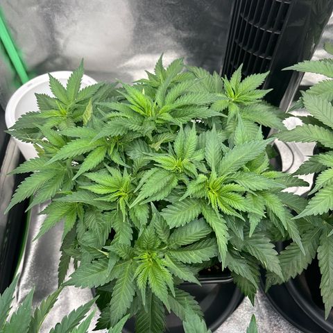 Pineapple Chunk growlog timeline photo