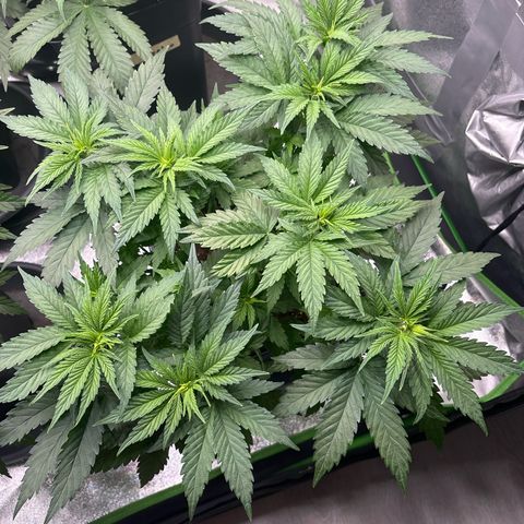 Blue Sunset Sherbert growlog timeline photo