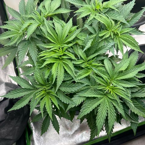 Purple Punch x lemon drizzle  growlog timeline photo