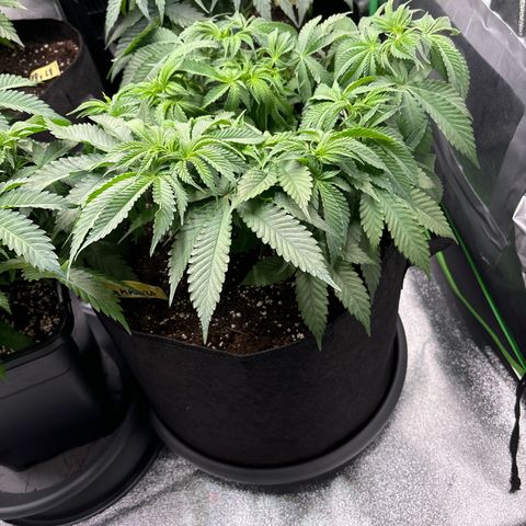 Ayahuasca Purple growlog timeline photo