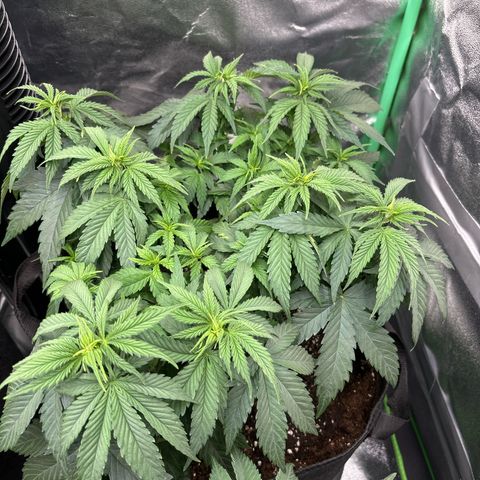 Blue Sunset Sherbert growlog timeline photo