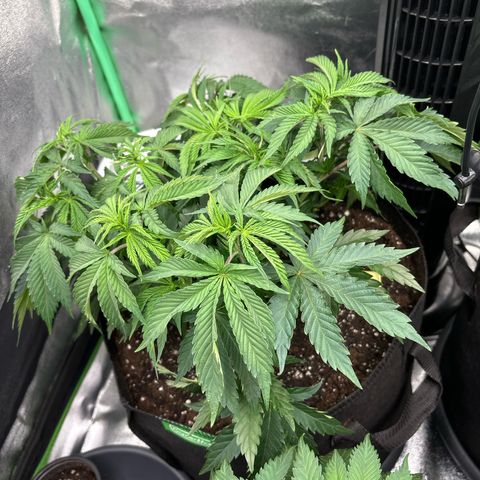 Purple Punch x lemon drizzle  growlog timeline photo