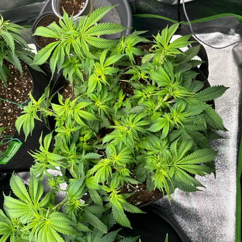 Ayahuasca Purple growlog timeline photo
