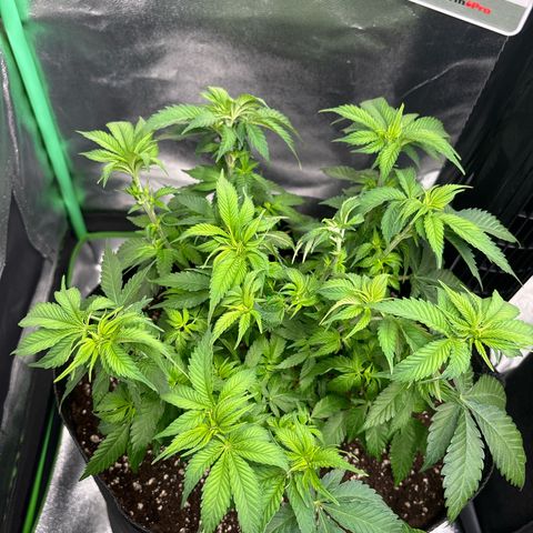 Pineapple Chunk growlog timeline photo