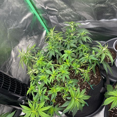 Blue Sunset Sherbert growlog timeline photo