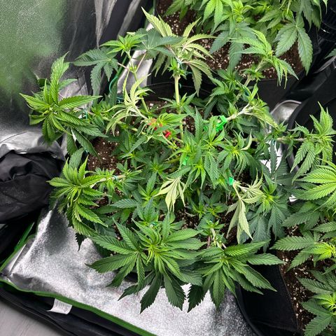 Purple Punch x lemon drizzle  growlog timeline photo