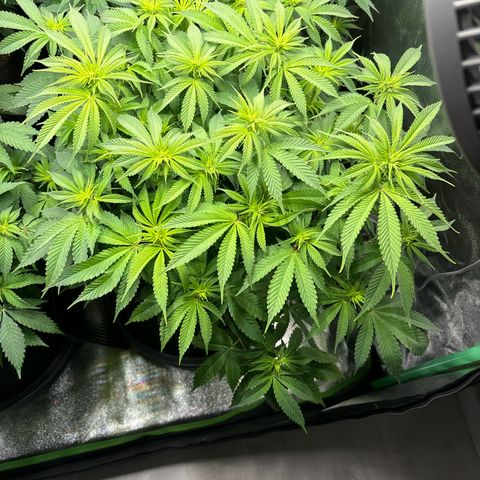 Ayahuasca Purple growlog timeline photo