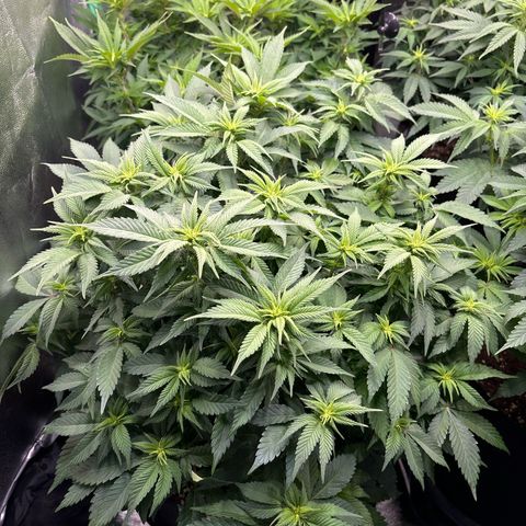 Pineapple Chunk growlog timeline photo