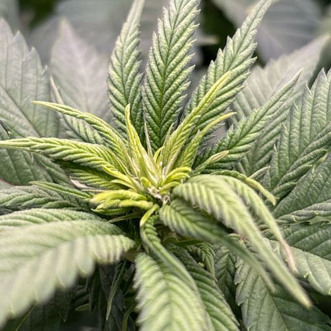 Pineapple Chunk growlog timeline photo