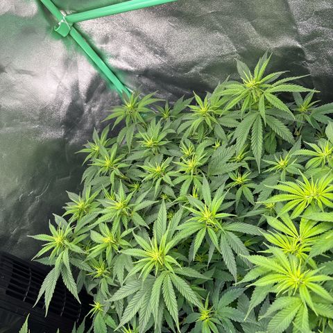 Blue Sunset Sherbert growlog timeline photo