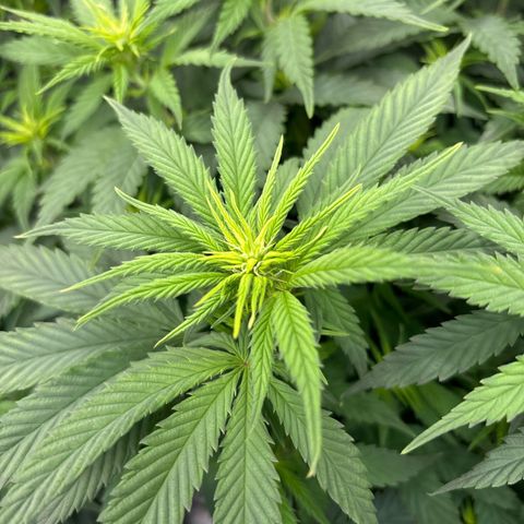 Blue Sunset Sherbert growlog timeline photo