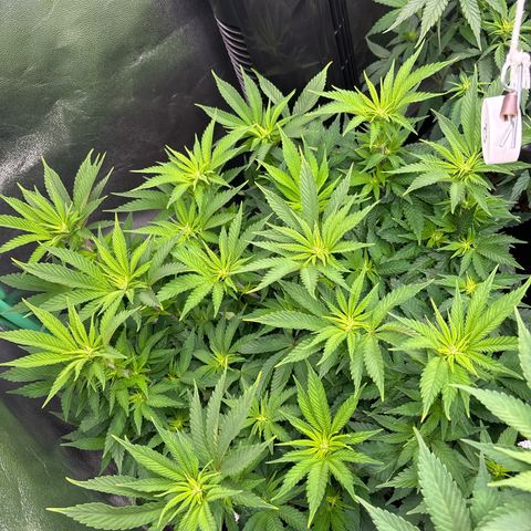 Purple Punch x lemon drizzle  growlog timeline photo