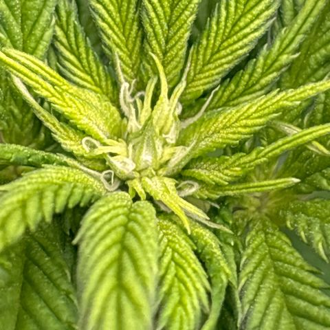 Purple Punch x lemon drizzle  growlog timeline photo