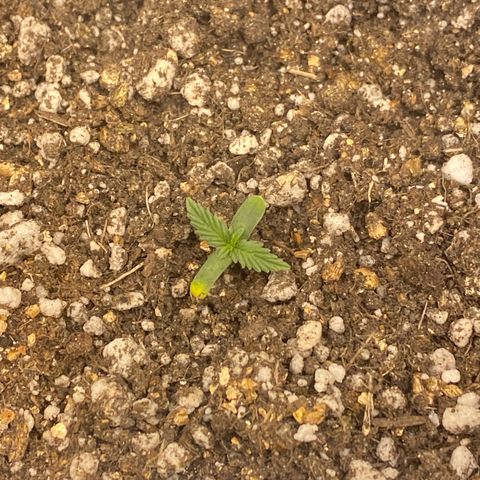 Lemon HAZEEE growlog timeline photo