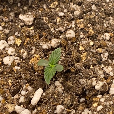 Baby Linda  growlog timeline photo