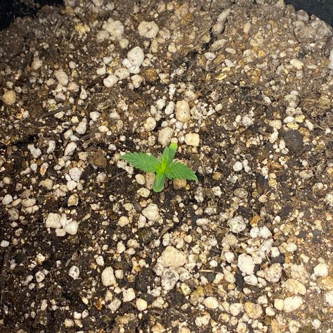 Lemon HAZEEE growlog timeline photo