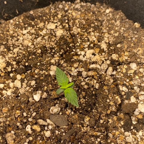 Baby Linda  growlog timeline photo