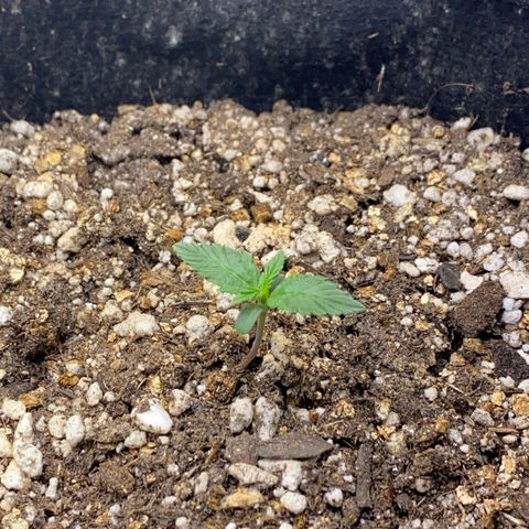 Baby Linda  growlog timeline photo