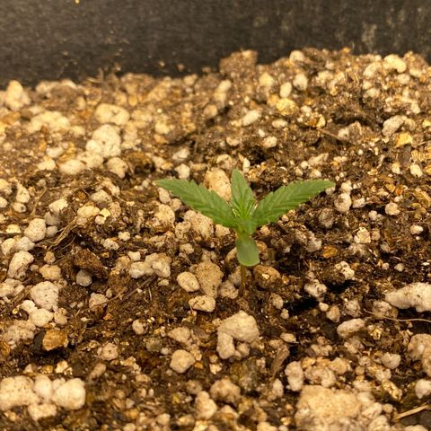 Lemon HAZEEE growlog timeline photo