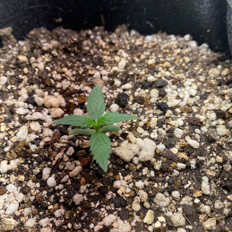 Lemon HAZEEE growlog timeline photo