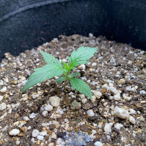 Lemon HAZEEE growlog timeline photo